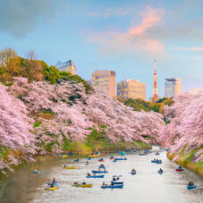 Japon fleurs de sakura