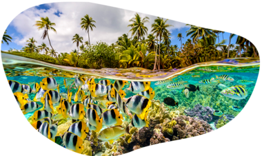 Air Tahiti Nui poissons corail MLennan