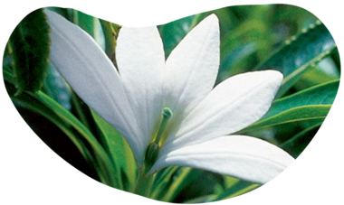 Air Tahiti Nui Tiare Apetahi