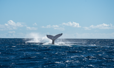 Whale tail 
