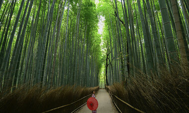 Air Tahiti Nui Japan bamboo WStein