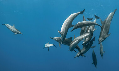 Air Tahiti Nui Dolphins VTruchet