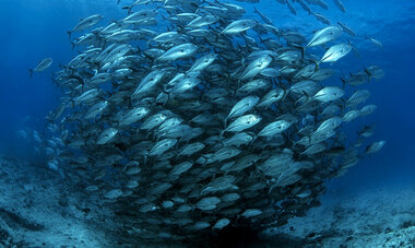 Air Tahiti Nui Fish VTruchet