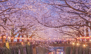 Air Tahiti Nui Japan Sakura