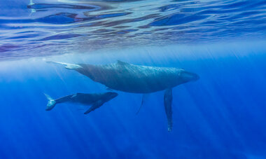 Danser avec les baleines