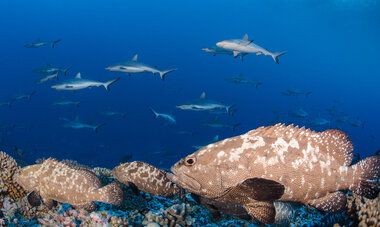Plongée avec les requins des Tuamotus