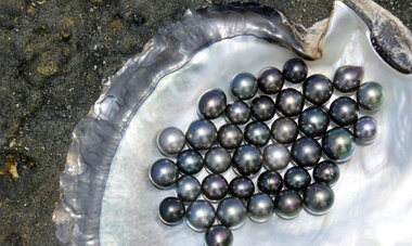 Greffer une huître perlière 