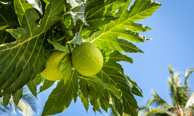 Experience Tau'auhune, the time of abundance in Tahiti & Her Islands - ©Stephane Mailion