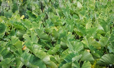 Tarodière in Rurutu