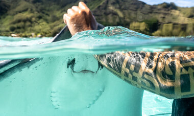 Raie pastenague de Moorea