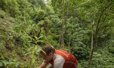 Plantation arbre papehue 