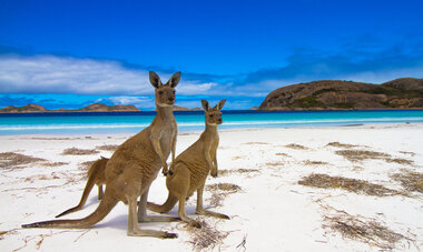 Esperence Lucky Bay Western Australia Kangaroo Beach