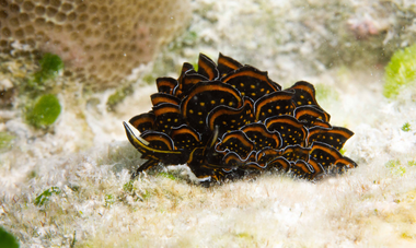 Tama no te Tairoto nudibranches en Polynésie