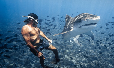 Denis Grosmaire en apnée avec les requins