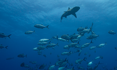Denis Grosmaire plongée poissons et requins