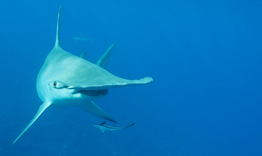 Denis Grosmaire requin marteau