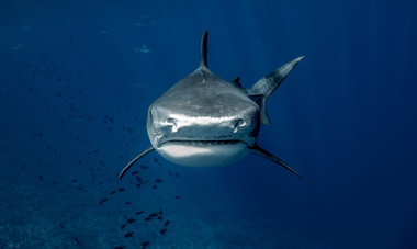 Denis Grosmaire requin-tigre