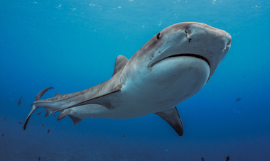 Denis Grosmaire requin tigre en Polynésie