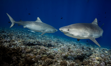 Denis Grosmaire Association Tore Tore pour les requins