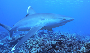 Denis Grosmaire requin pointe blanche