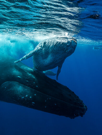Air Tahiti Nui Diving Whales Rurutu
