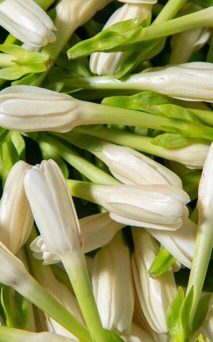 Air tahiti Nui Tiare welcome