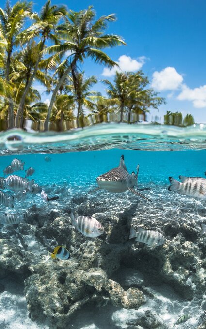 Top dive fakarava plongées successives 