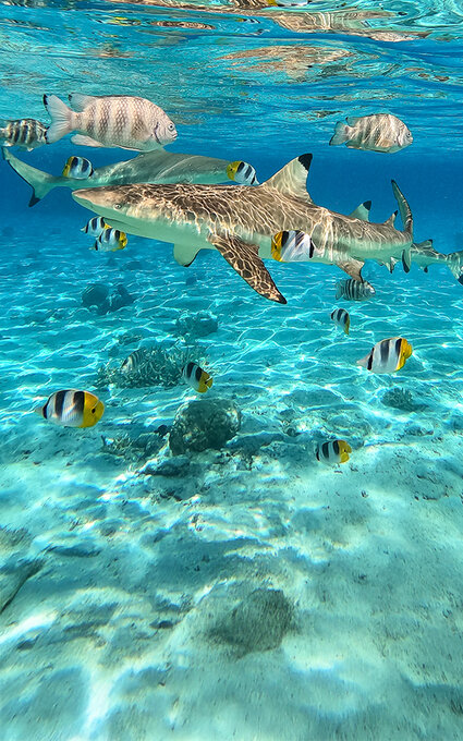 Air Tahiti Nui lagoon sharks SMailion