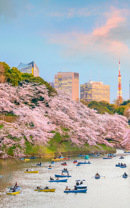 Japon fleurs de sakura